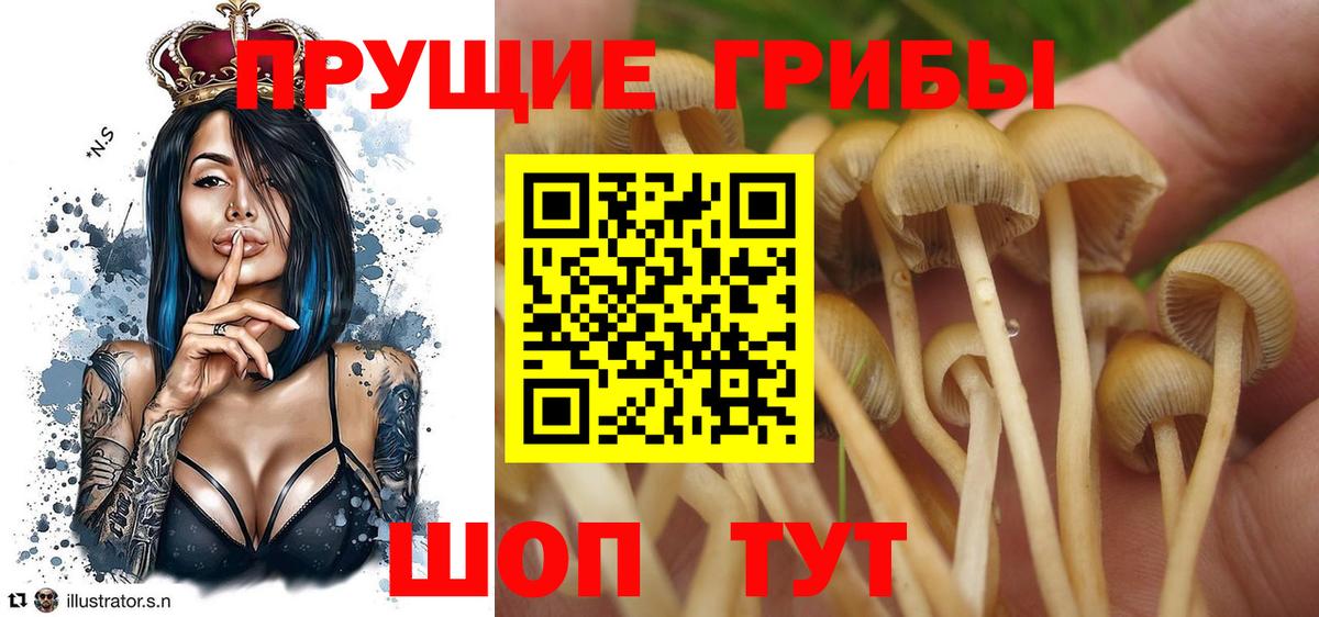Коломна  Галлюциногенные грибы прущие грибы  Вход с VPN 